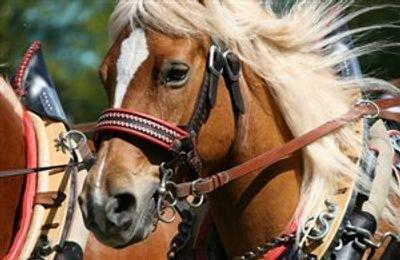 Haflinger Gallop Race