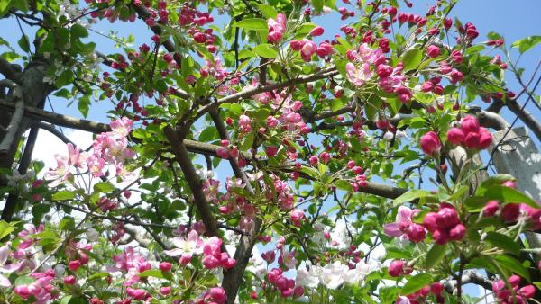 Vivi la primavera: sconto del 10% incl. GuestCard