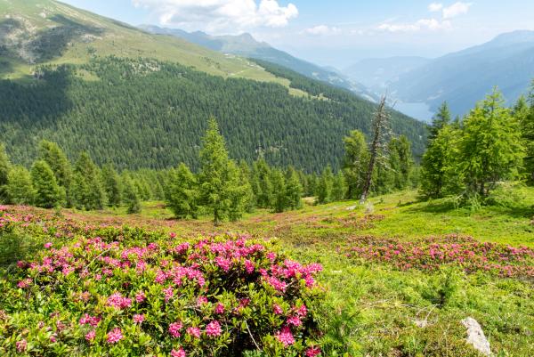 Wandern zur herrlichen Alpenrosenblüte im Ultental