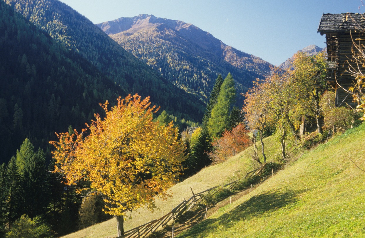 Pacchetto Silenzio d'Oro