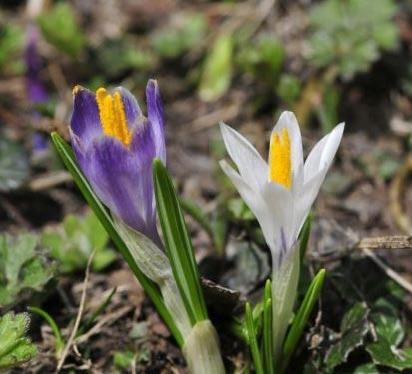 RISVEGLIO PRIMAVERILE
