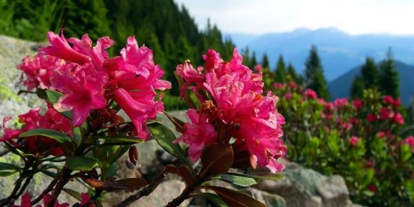 FIORISCE IL RODODENDRO
